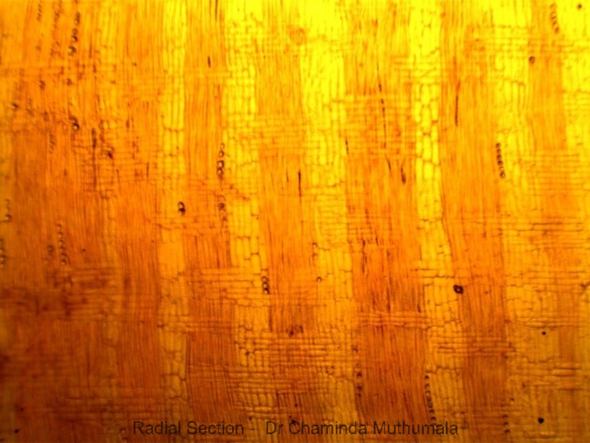 Cassia fistula L.